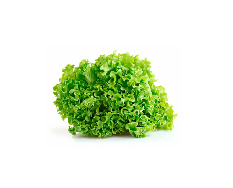 LECHUGA CRESPA