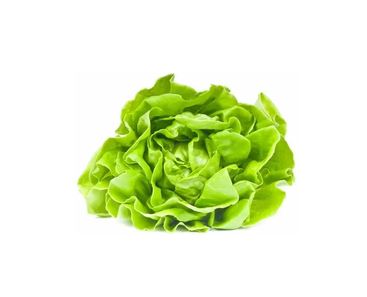 LECHUGA MANTECOSA